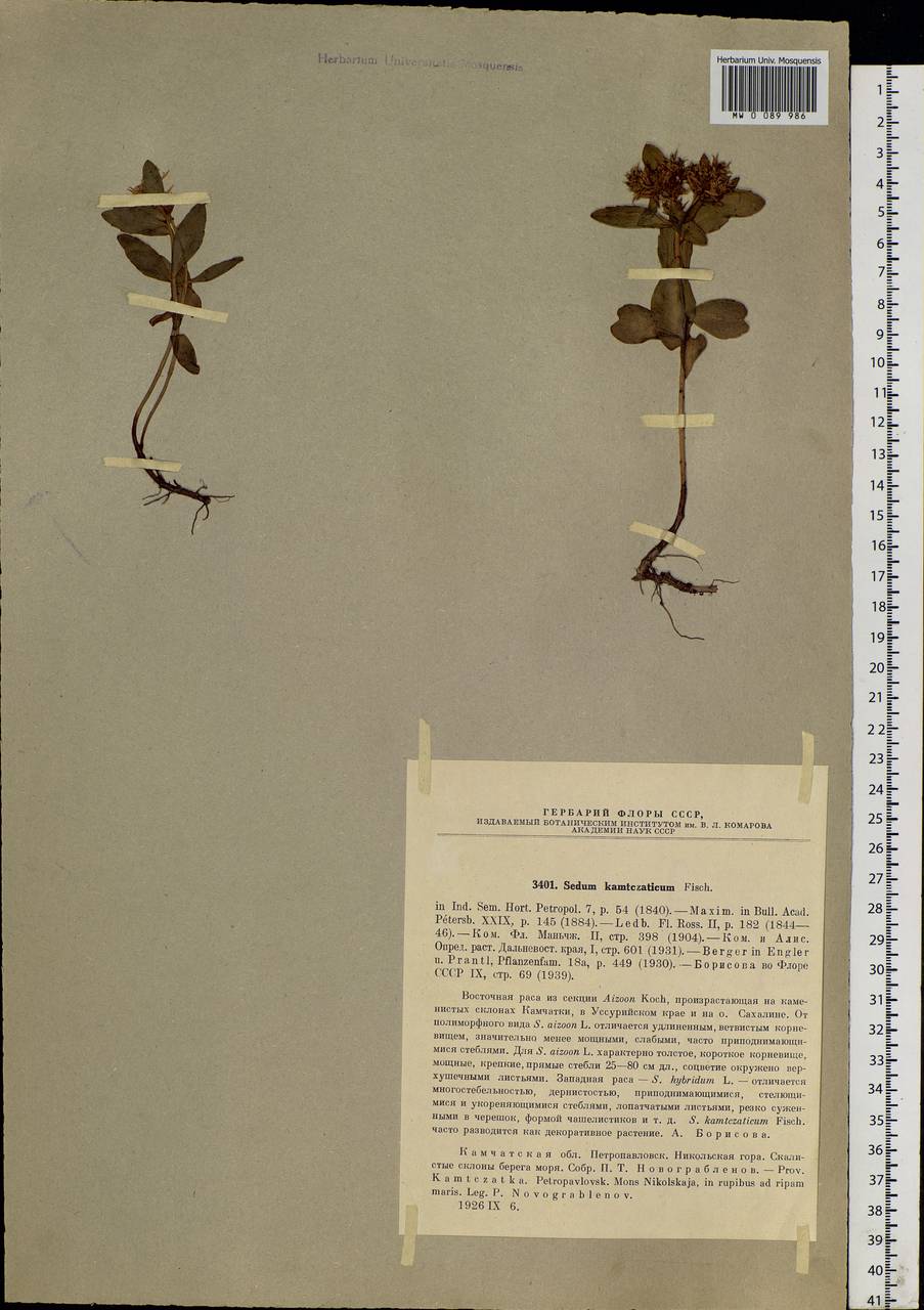 Phedimus kamtschaticus (Fisch.) 't Hart, Siberia, Chukotka & Kamchatka (S7) (Russia)