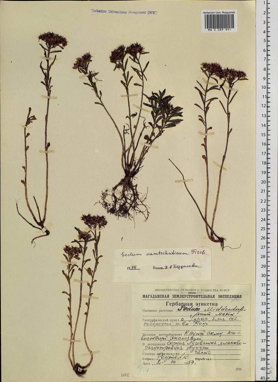 Phedimus kamtschaticus (Fisch.) 't Hart, Siberia, Chukotka & Kamchatka (S7) (Russia)