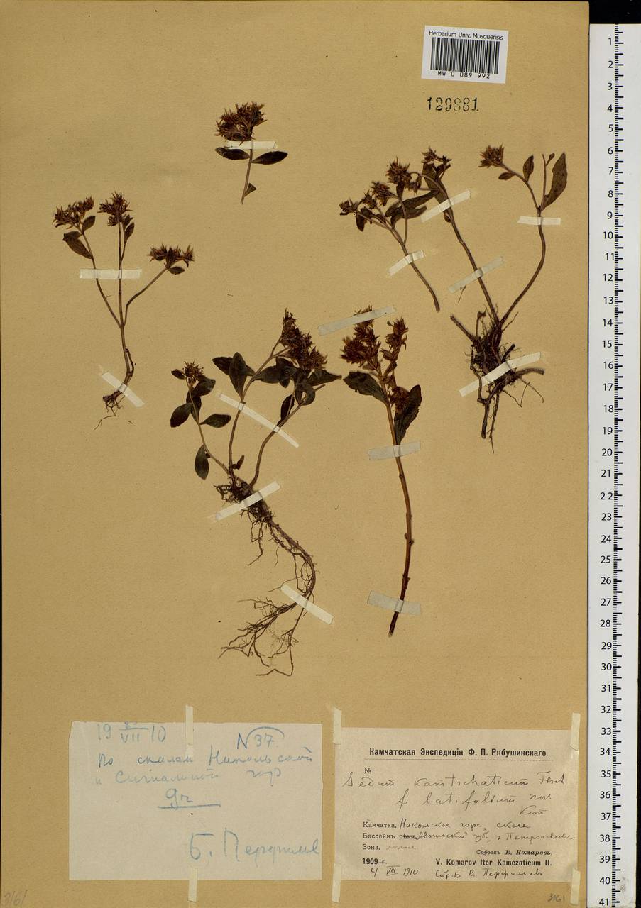 Phedimus kamtschaticus (Fisch.) 't Hart, Siberia, Chukotka & Kamchatka (S7) (Russia)