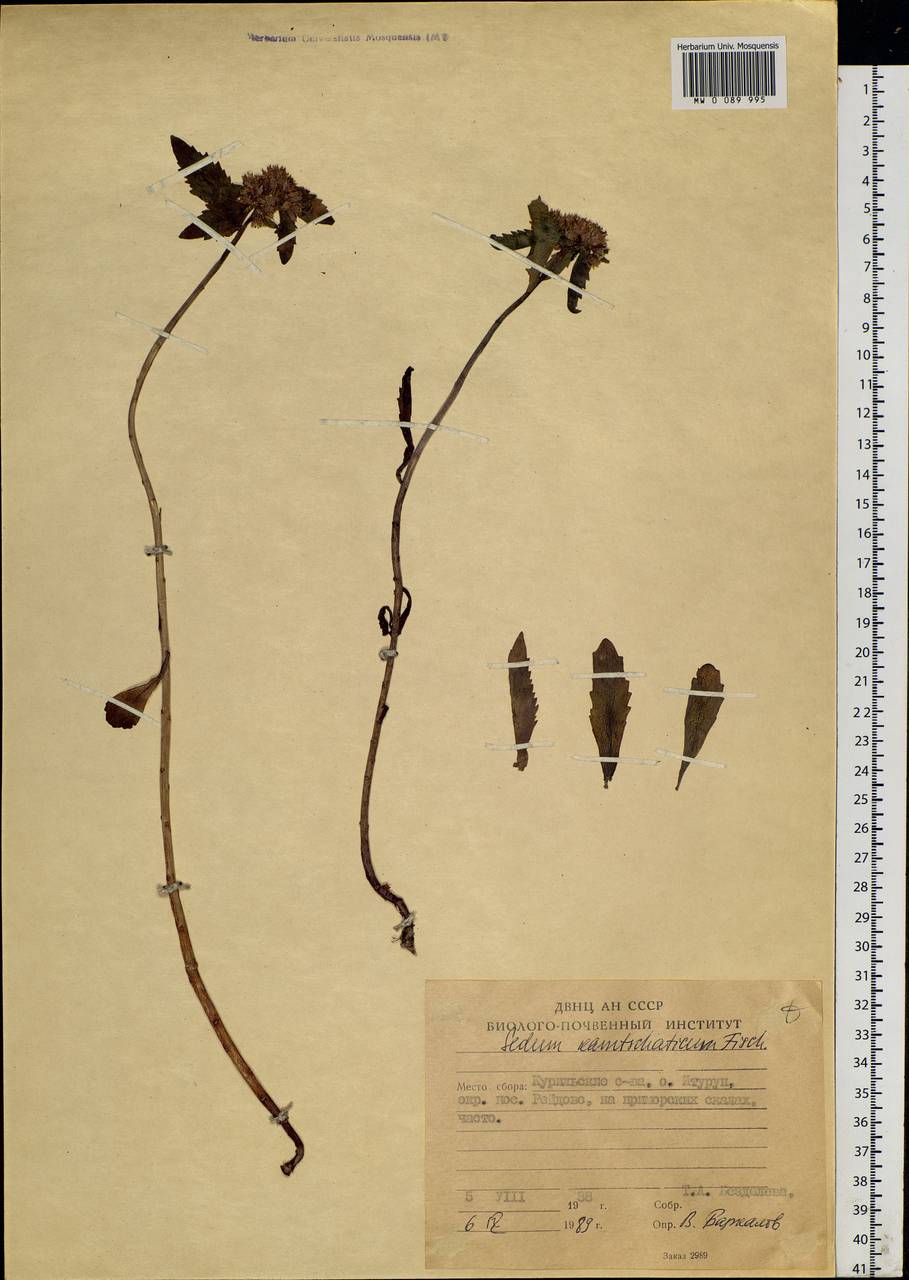 Phedimus kamtschaticus (Fisch.) 't Hart, Siberia, Russian Far East (S6) (Russia)