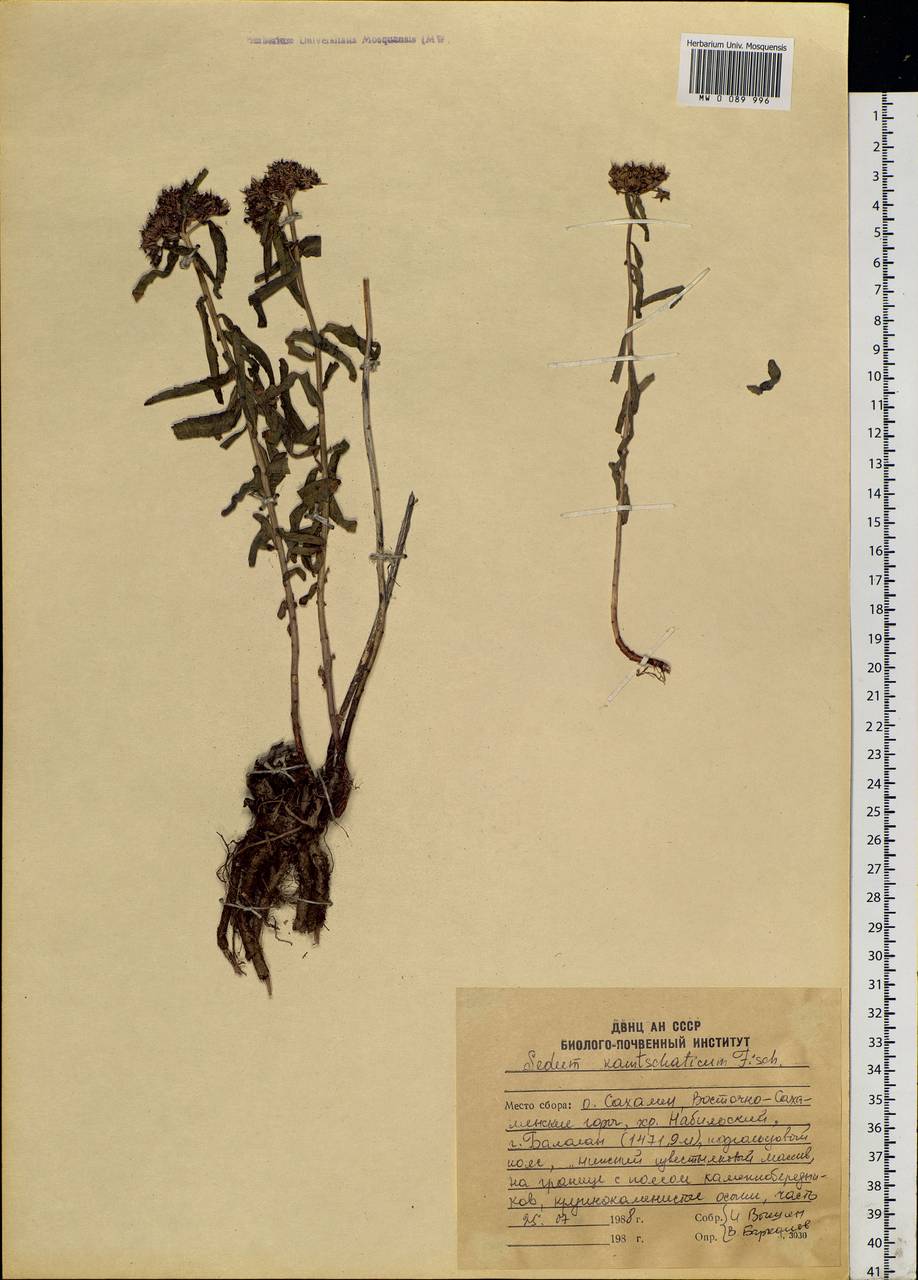 Phedimus kamtschaticus (Fisch.) 't Hart, Siberia, Russian Far East (S6) (Russia)