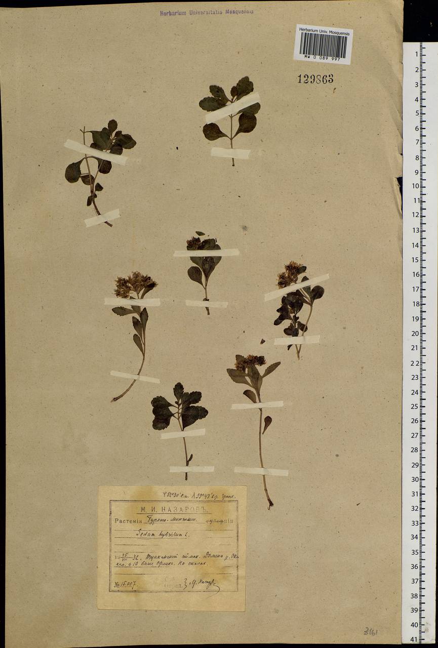 Phedimus hybridus (L.) 't Hart, Siberia, Baikal & Transbaikal region (S4) (Russia)