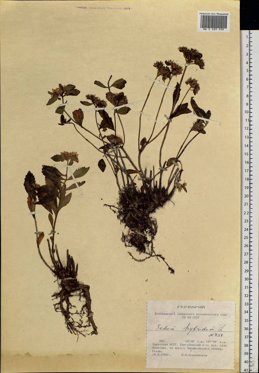 Phedimus hybridus (L.) 't Hart, Siberia, Baikal & Transbaikal region (S4) (Russia)