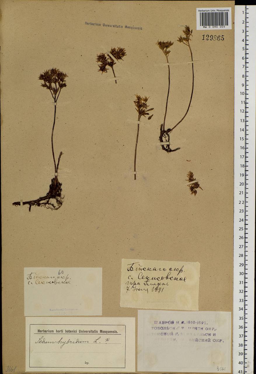 Phedimus hybridus (L.) 't Hart, Siberia, Western (Kazakhstan) Altai Mountains (S2a) (Kazakhstan)