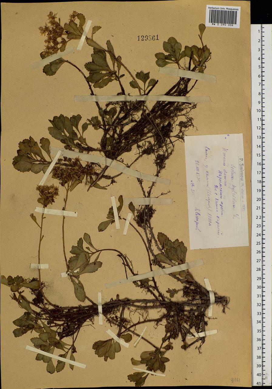 Phedimus hybridus (L.) 't Hart, Siberia, Western (Kazakhstan) Altai Mountains (S2a) (Kazakhstan)