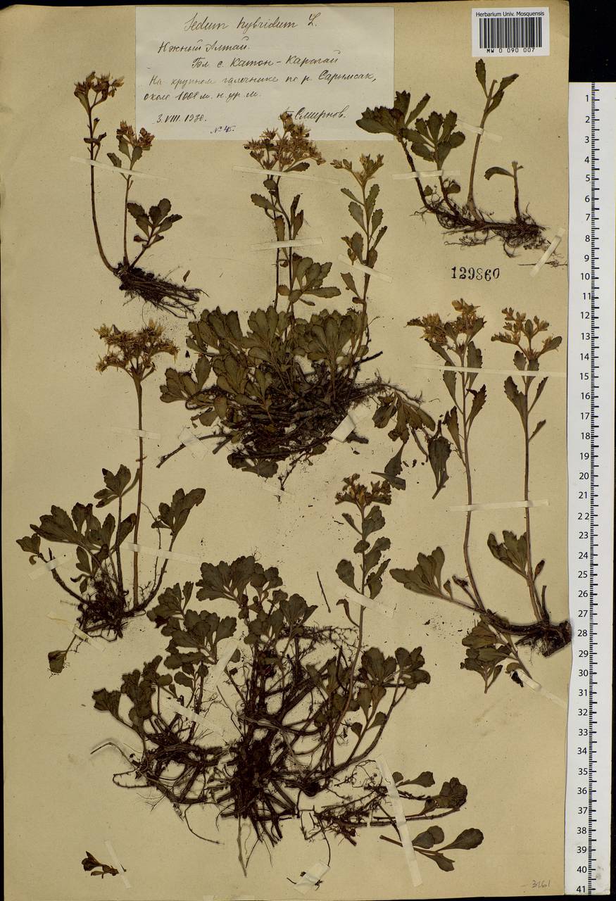 Phedimus hybridus (L.) 't Hart, Siberia, Western (Kazakhstan) Altai Mountains (S2a) (Kazakhstan)