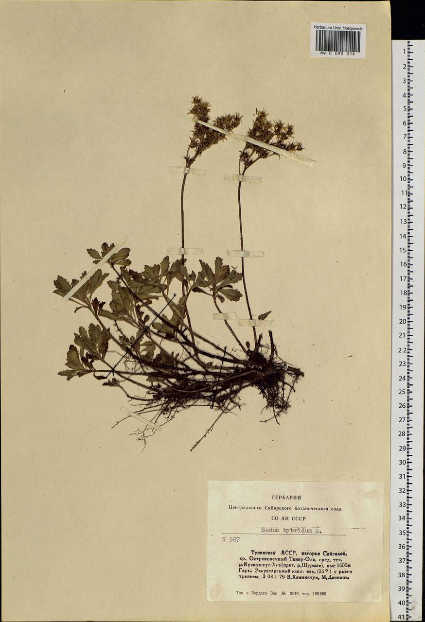 Phedimus hybridus (L.) 't Hart, Siberia, Altai & Sayany Mountains (S2) (Russia)