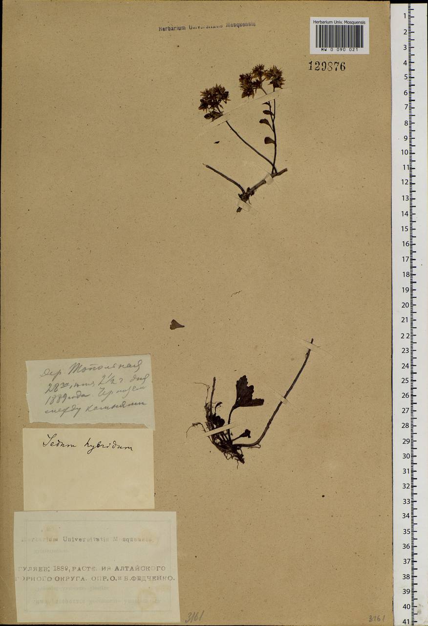 Phedimus hybridus (L.) 't Hart, Siberia, Altai & Sayany Mountains (S2) (Russia)