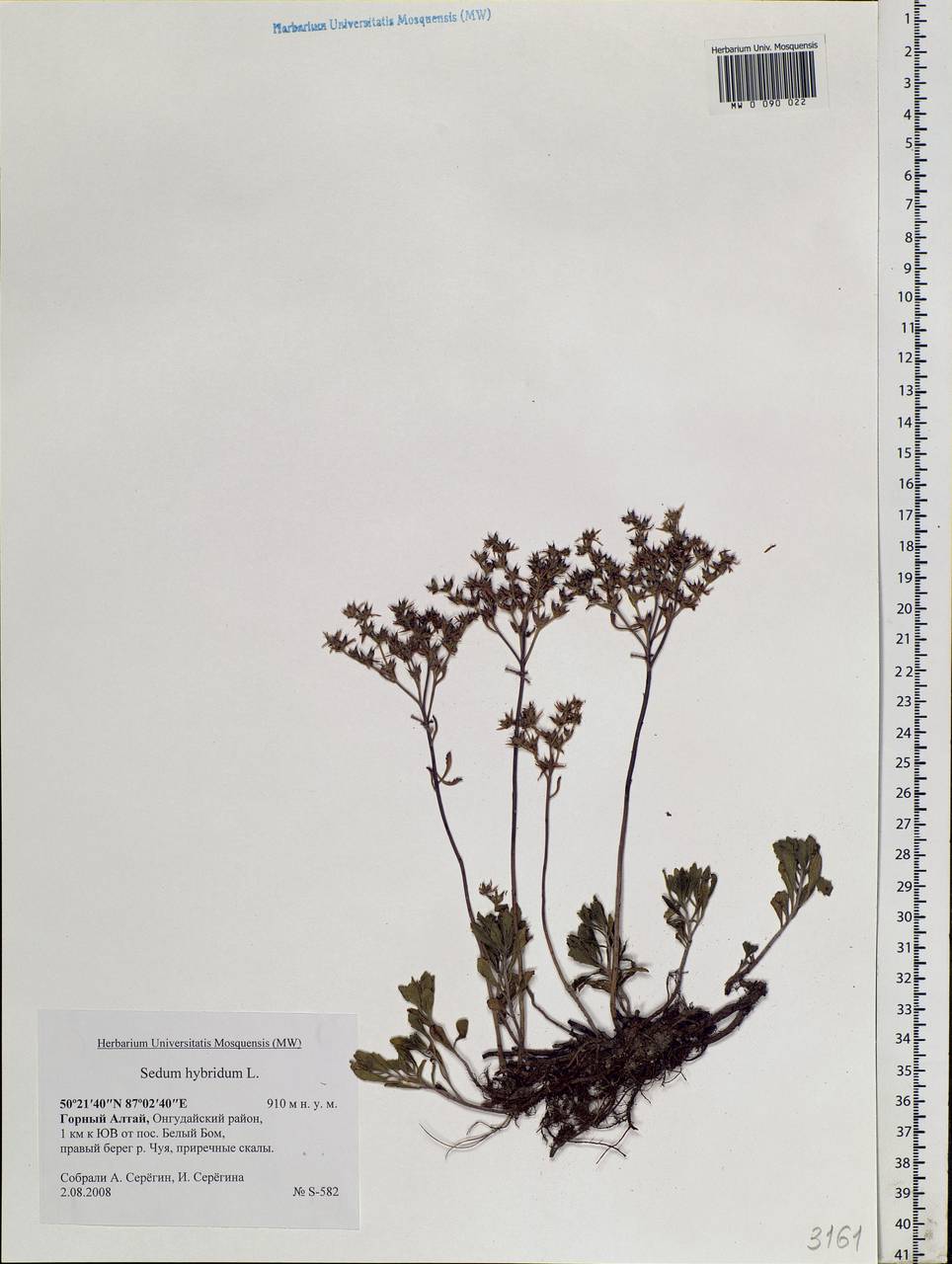 Phedimus hybridus (L.) 't Hart, Siberia, Altai & Sayany Mountains (S2) (Russia)