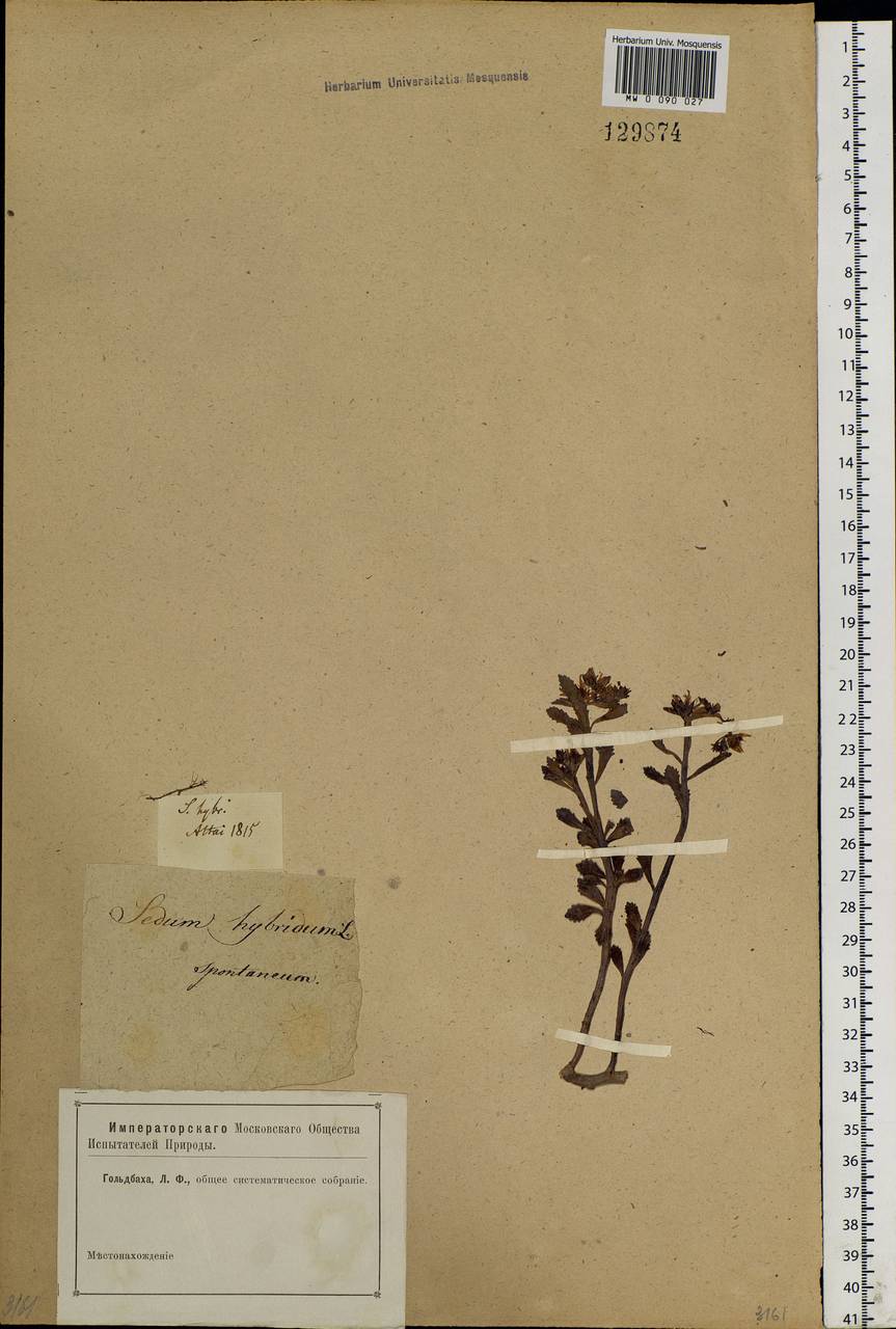 Phedimus hybridus (L.) 't Hart, Siberia, Altai & Sayany Mountains (S2) (Russia)