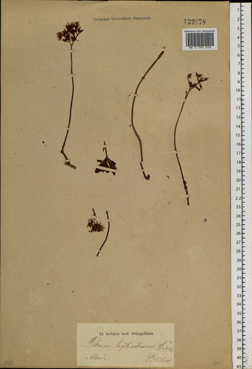 Phedimus hybridus (L.) 't Hart, Siberia, Altai & Sayany Mountains (S2) (Russia)