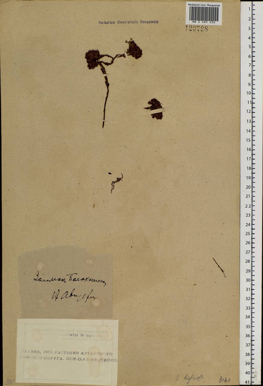 Phedimus hybridus (L.) 't Hart, Siberia, Altai & Sayany Mountains (S2) (Russia)