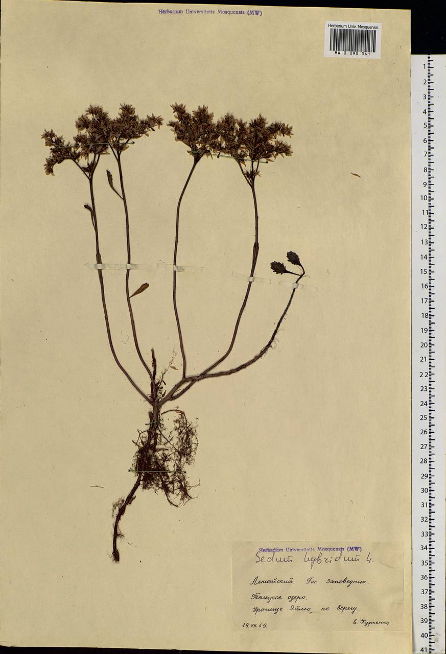 Phedimus hybridus (L.) 't Hart, Siberia, Altai & Sayany Mountains (S2) (Russia)