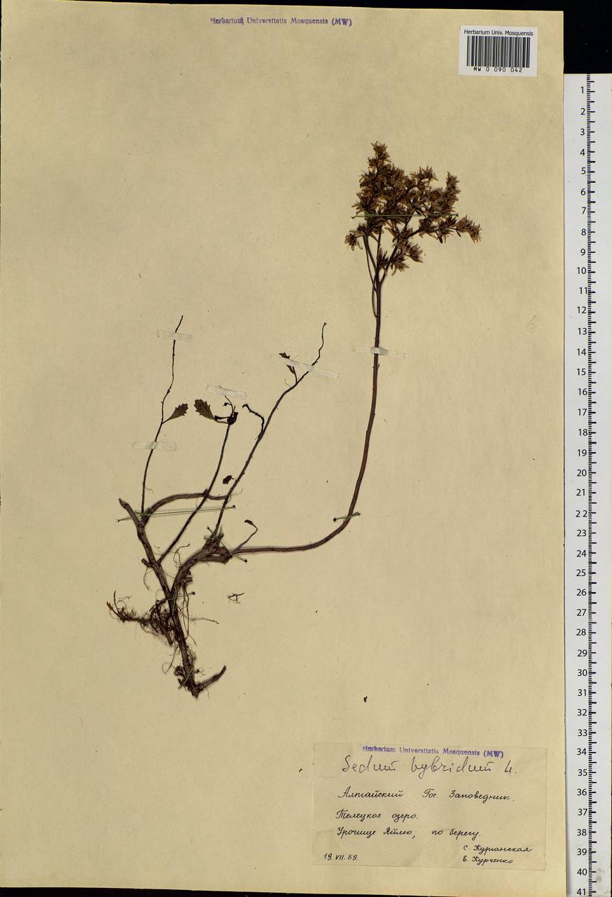 Phedimus hybridus (L.) 't Hart, Siberia, Altai & Sayany Mountains (S2) (Russia)