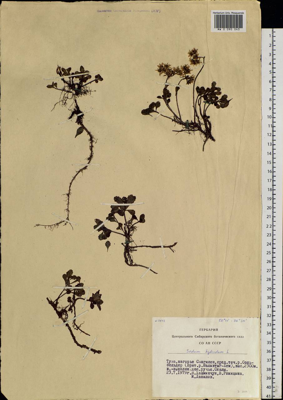 Phedimus hybridus (L.) 't Hart, Siberia, Altai & Sayany Mountains (S2) (Russia)