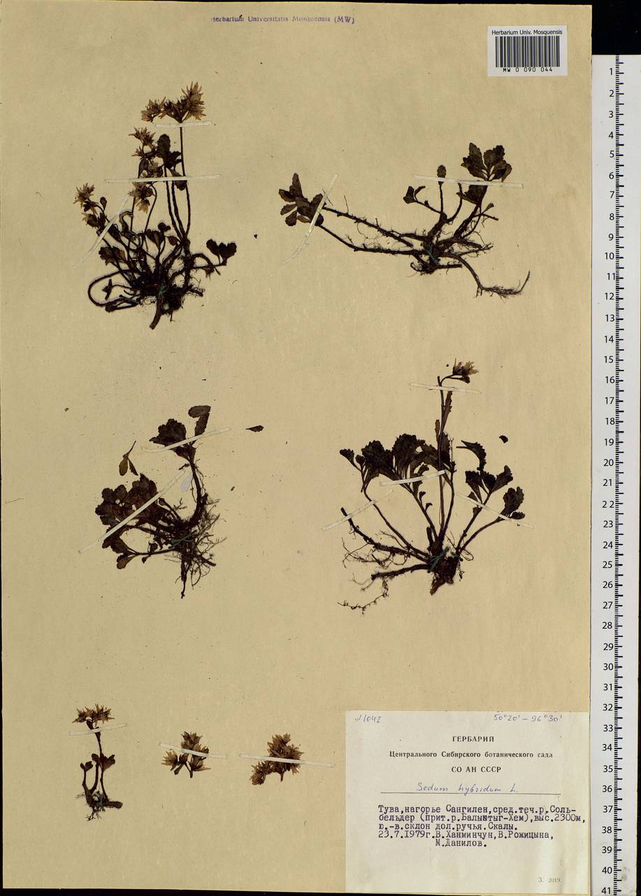 Phedimus hybridus (L.) 't Hart, Siberia, Altai & Sayany Mountains (S2) (Russia)