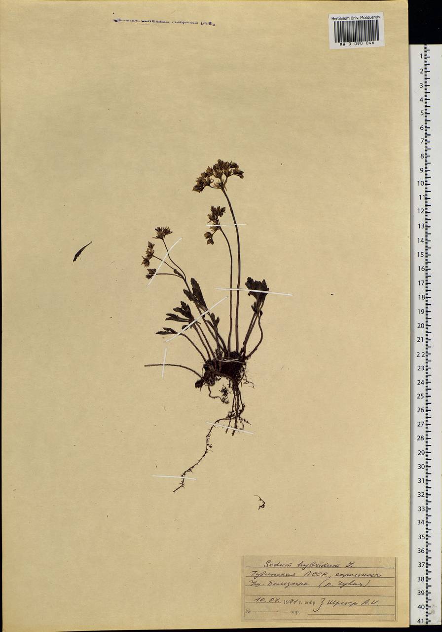 Phedimus hybridus (L.) 't Hart, Siberia, Altai & Sayany Mountains (S2) (Russia)
