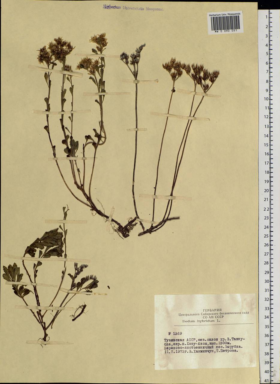 Phedimus hybridus (L.) 't Hart, Siberia, Altai & Sayany Mountains (S2) (Russia)