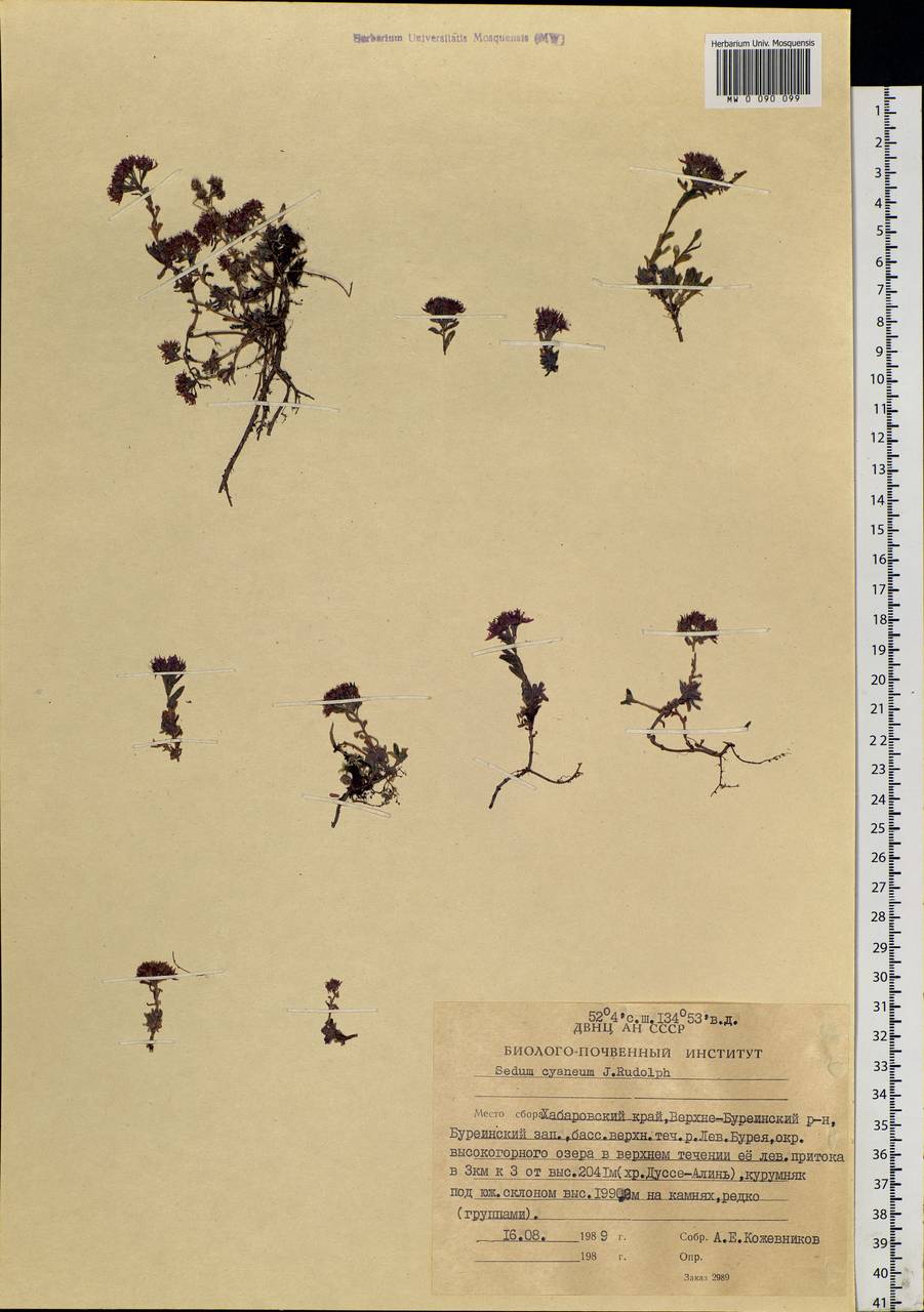 Hylotelephium cyaneum (Rudolph) H. Ohba, Siberia, Russian Far East (S6) (Russia)