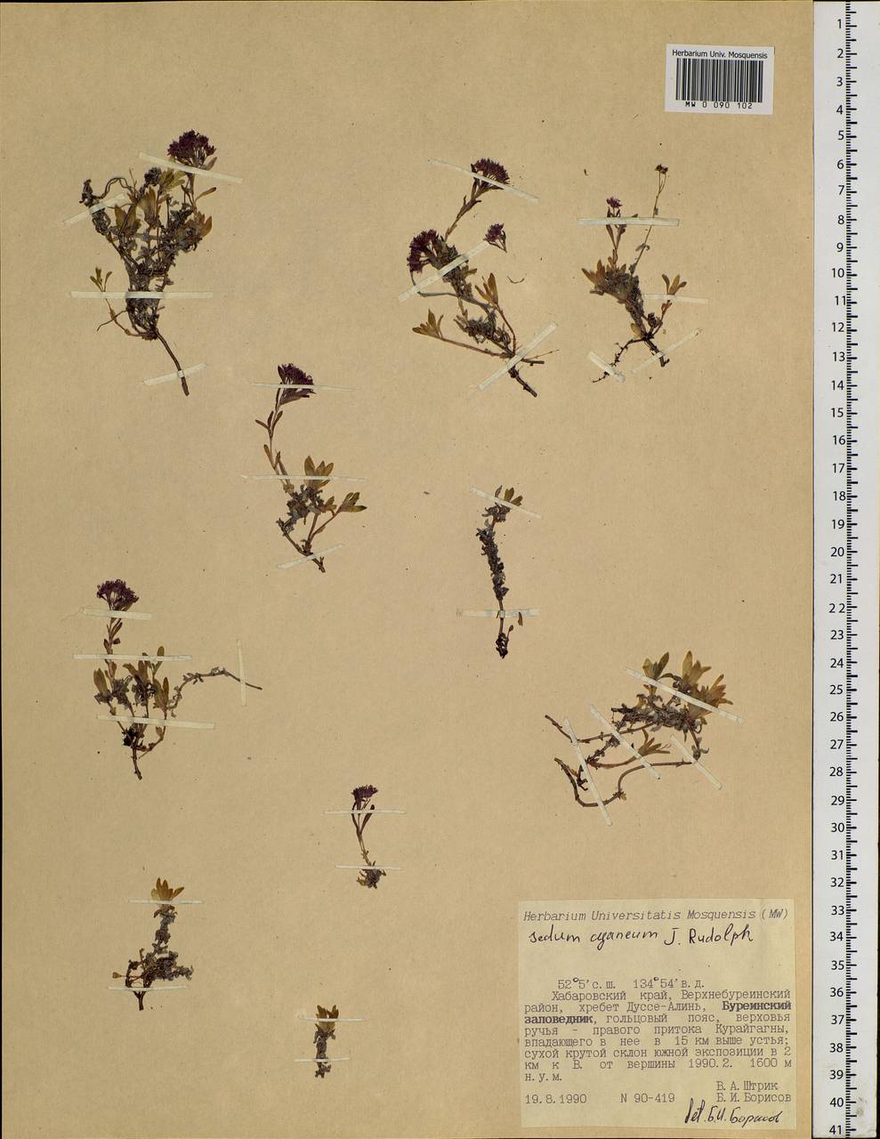 Hylotelephium cyaneum (Rudolph) H.Ohba, Siberia, Russian Far East (S6) (Russia)