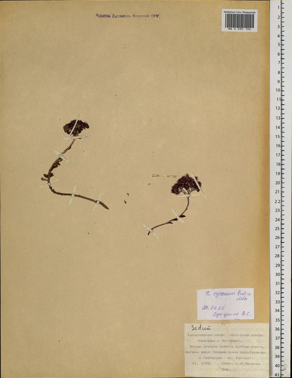 Hylotelephium cyaneum (Rudolph) H. Ohba, Siberia, Russian Far East (S6) (Russia)