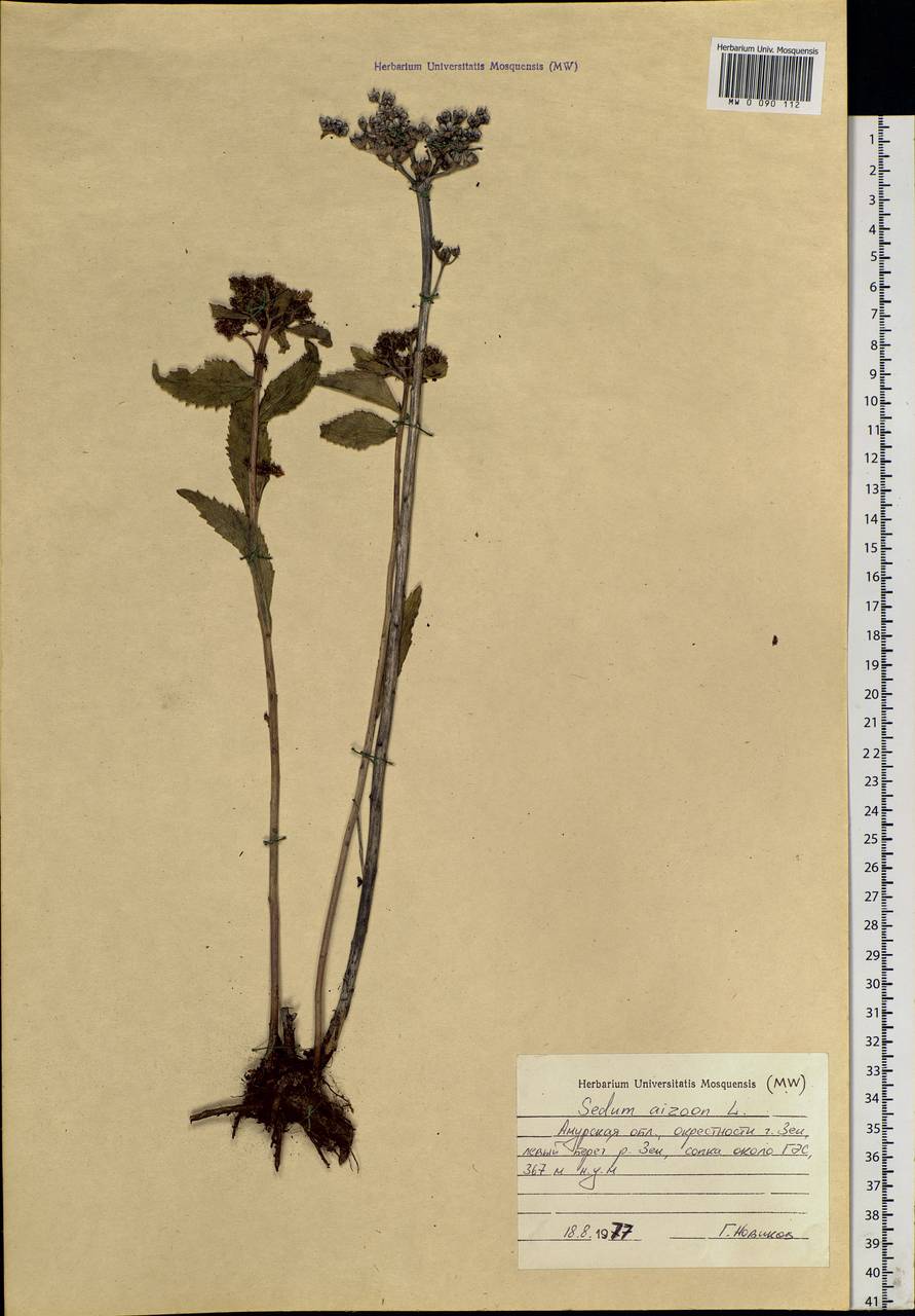 Phedimus aizoon (L.) 't Hart, Siberia, Russian Far East (S6) (Russia)