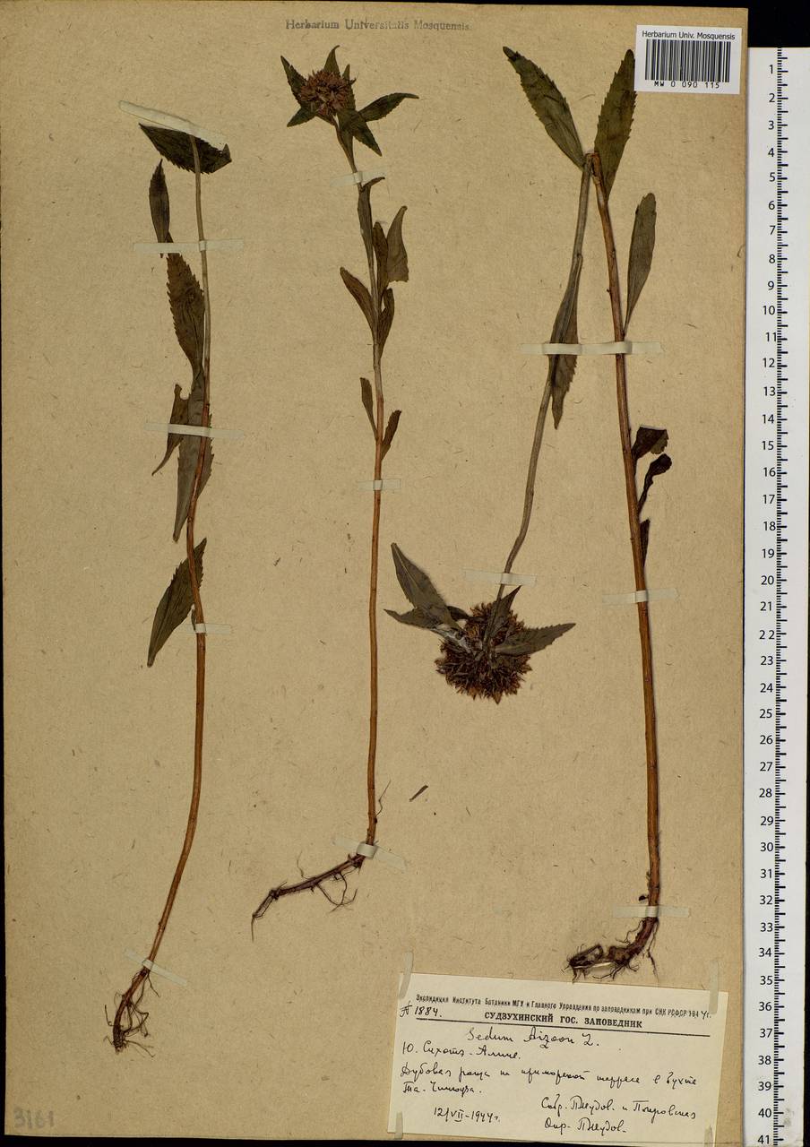 Phedimus aizoon (L.) 't Hart, Siberia, Russian Far East (S6) (Russia)