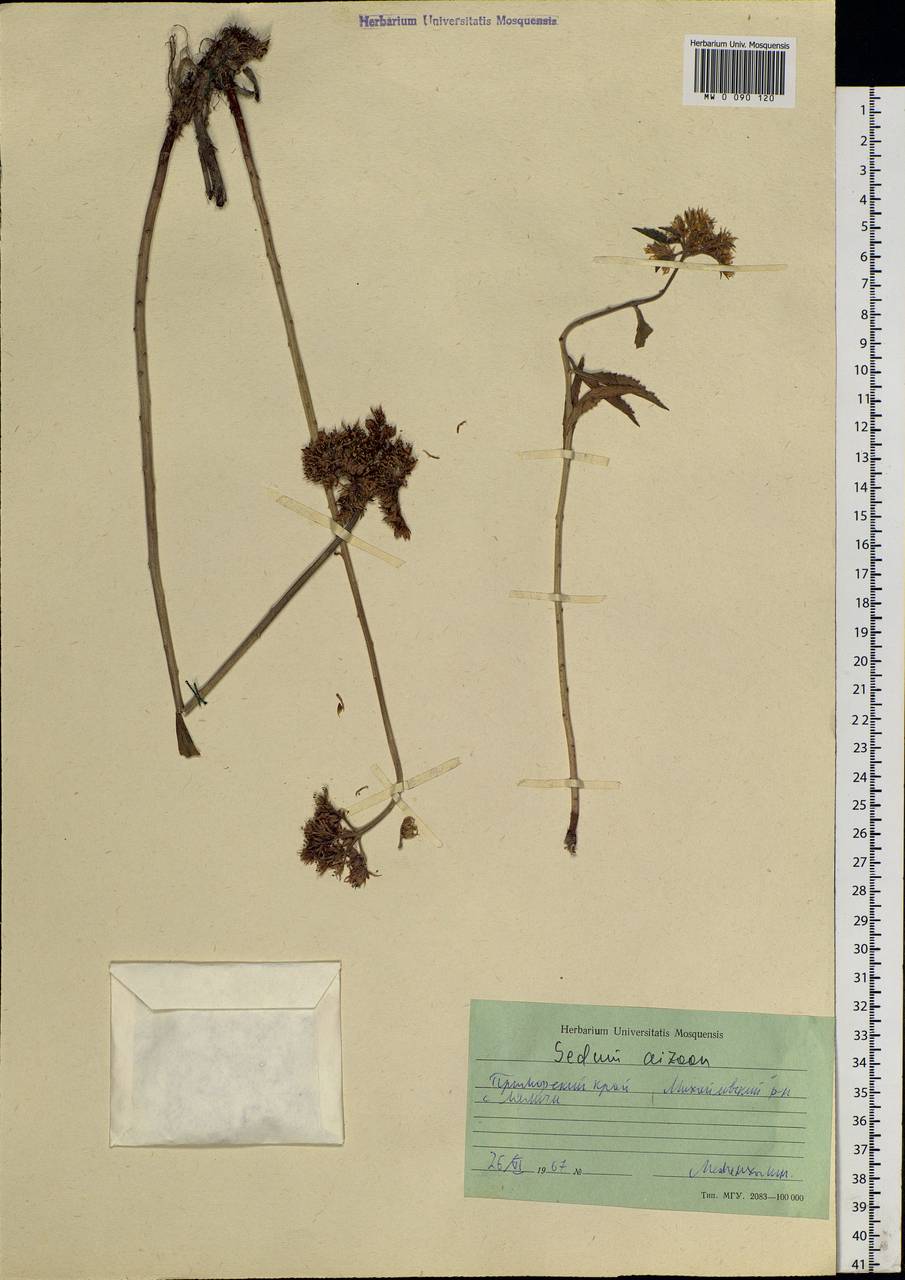 Phedimus aizoon (L.) 't Hart, Siberia, Russian Far East (S6) (Russia)