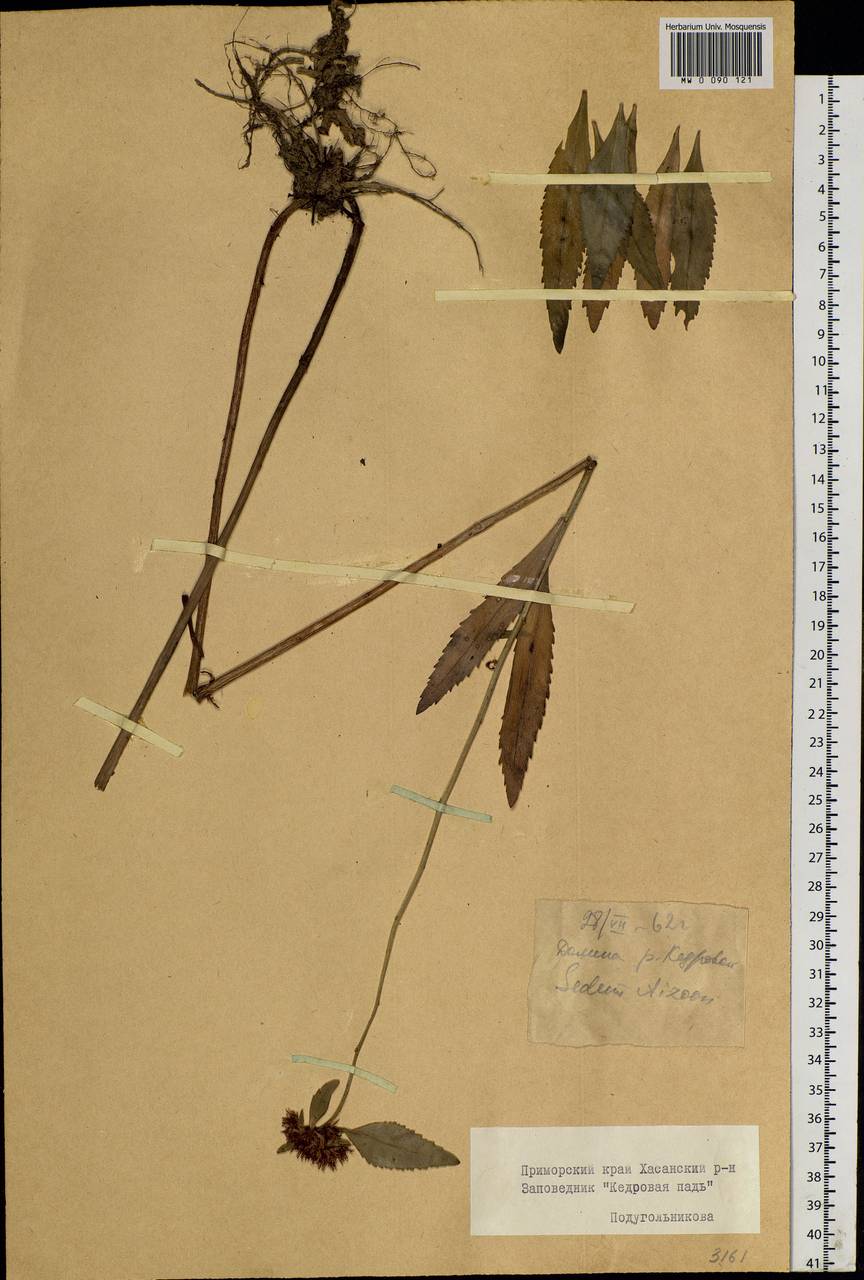 Phedimus aizoon (L.) 't Hart, Siberia, Russian Far East (S6) (Russia)