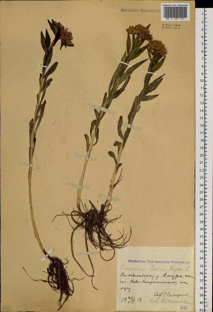 Phedimus aizoon (L.) 't Hart, Siberia, Russian Far East (S6) (Russia)