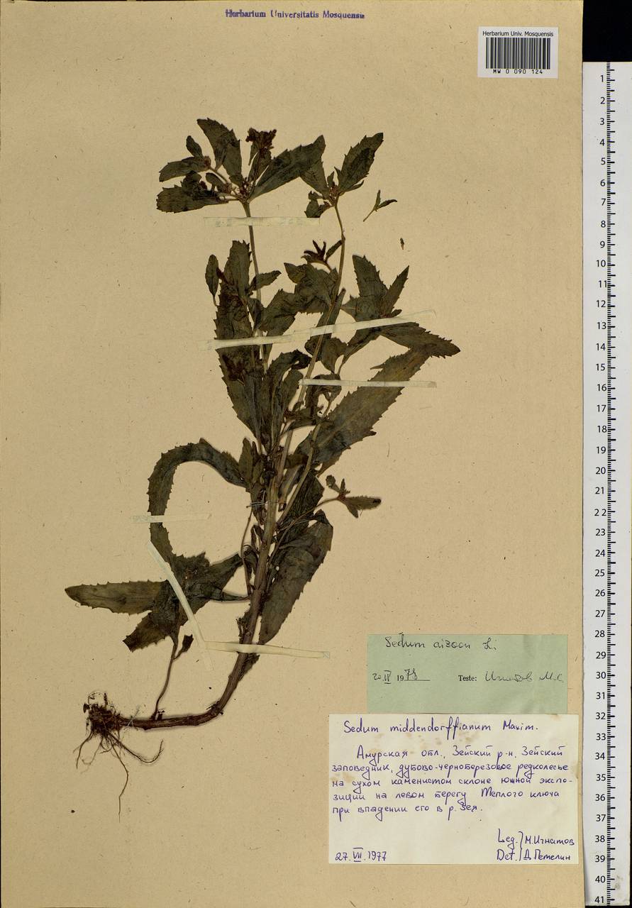 Phedimus aizoon (L.) 't Hart, Siberia, Russian Far East (S6) (Russia)