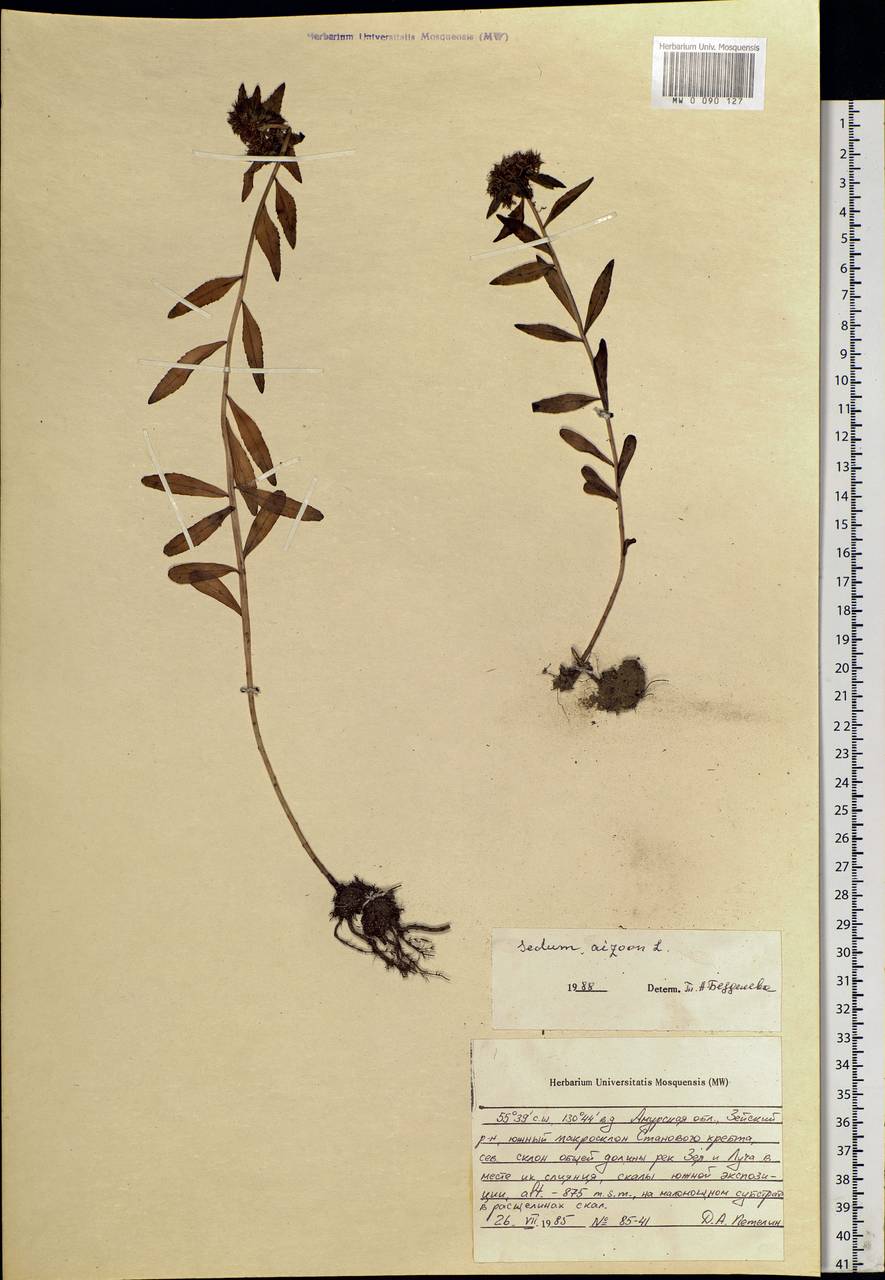 Phedimus aizoon (L.) 't Hart, Siberia, Russian Far East (S6) (Russia)