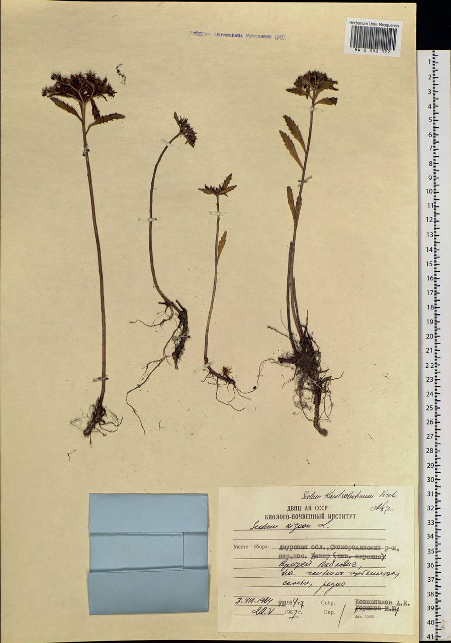 Phedimus aizoon (L.) 't Hart, Siberia, Russian Far East (S6) (Russia)