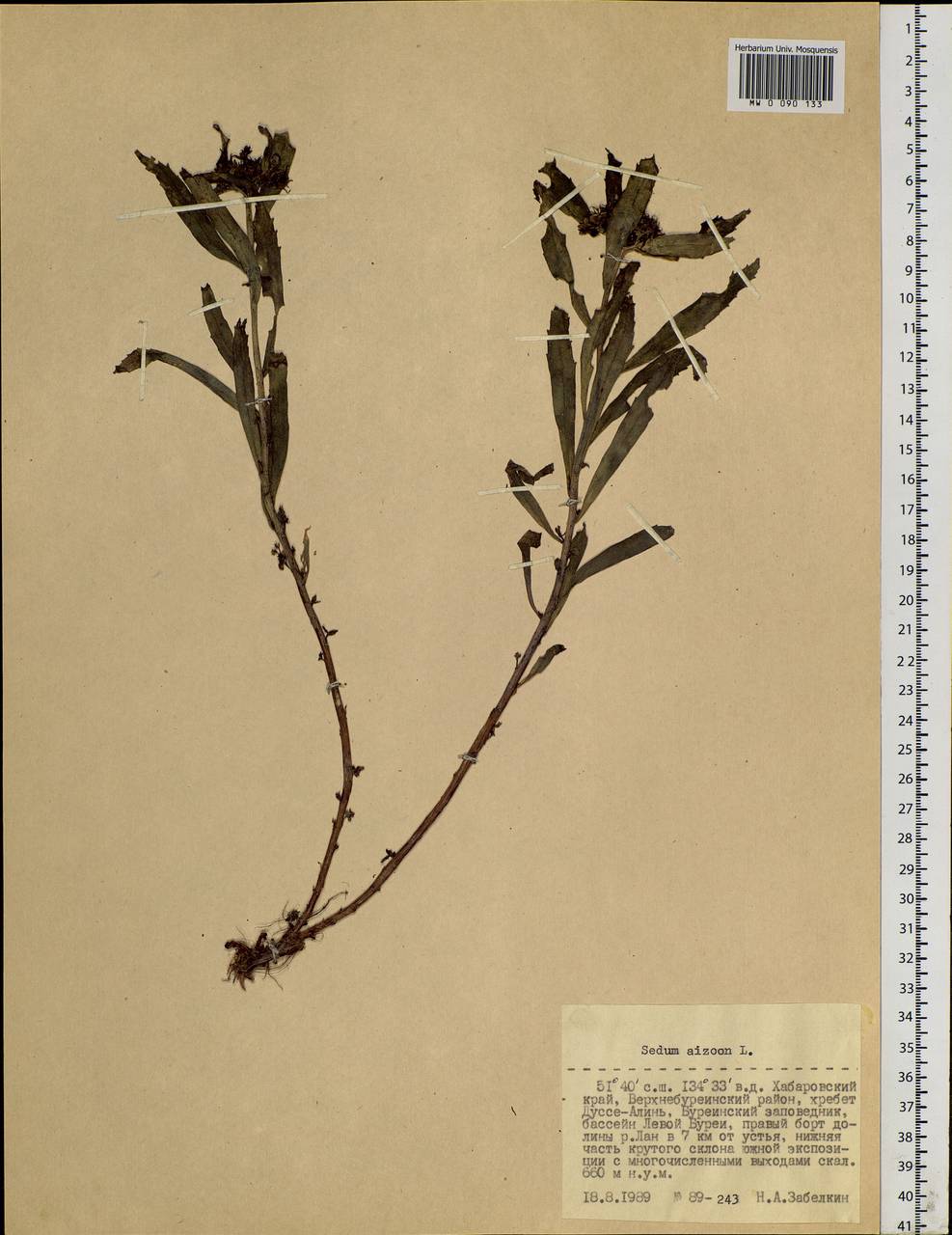 Phedimus aizoon (L.) 't Hart, Siberia, Russian Far East (S6) (Russia)