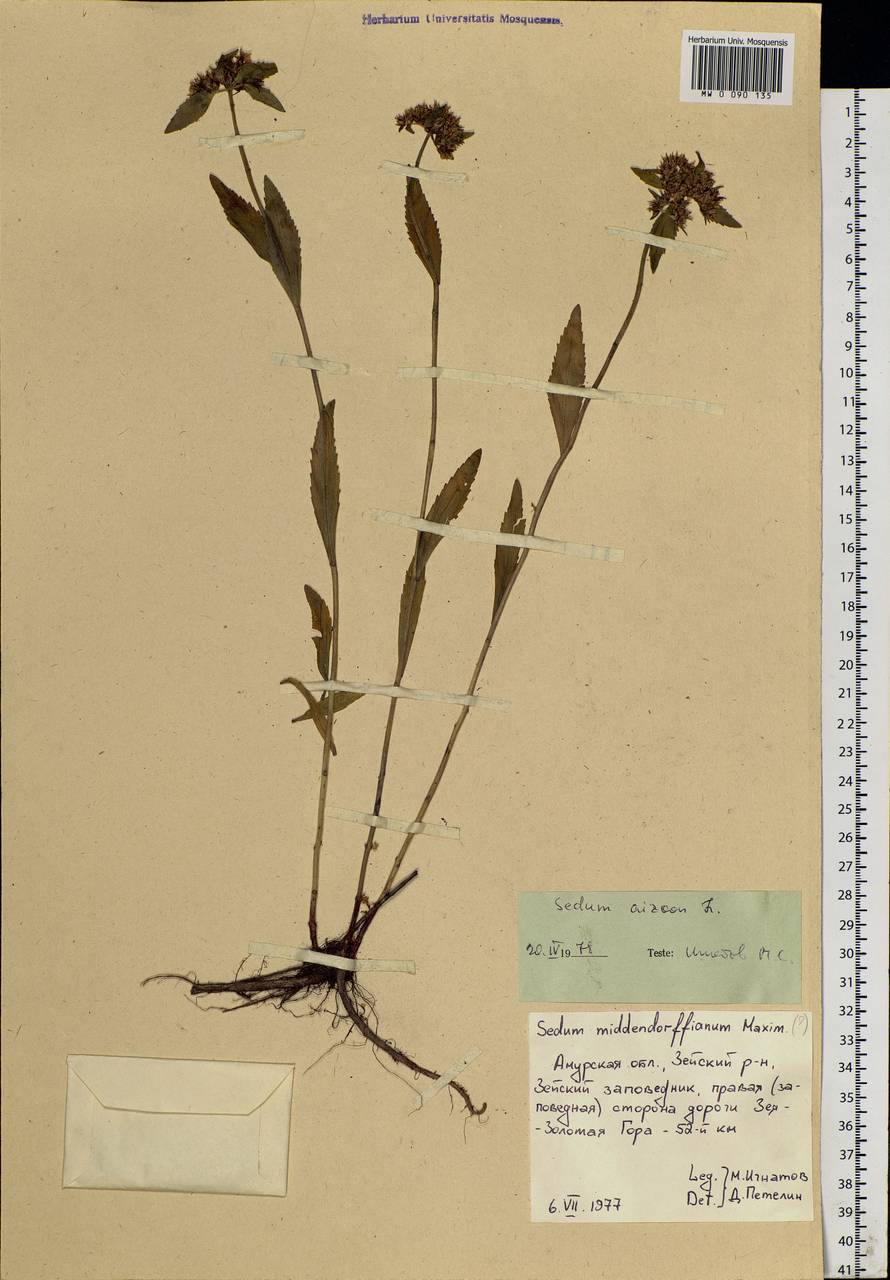 Phedimus aizoon (L.) 't Hart, Siberia, Russian Far East (S6) (Russia)