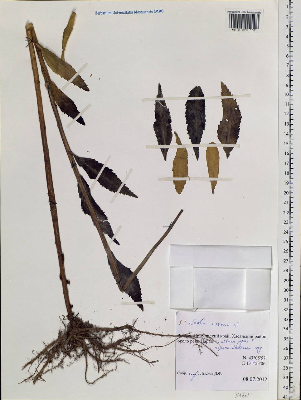 Phedimus aizoon (L.) 't Hart, Siberia, Russian Far East (S6) (Russia)