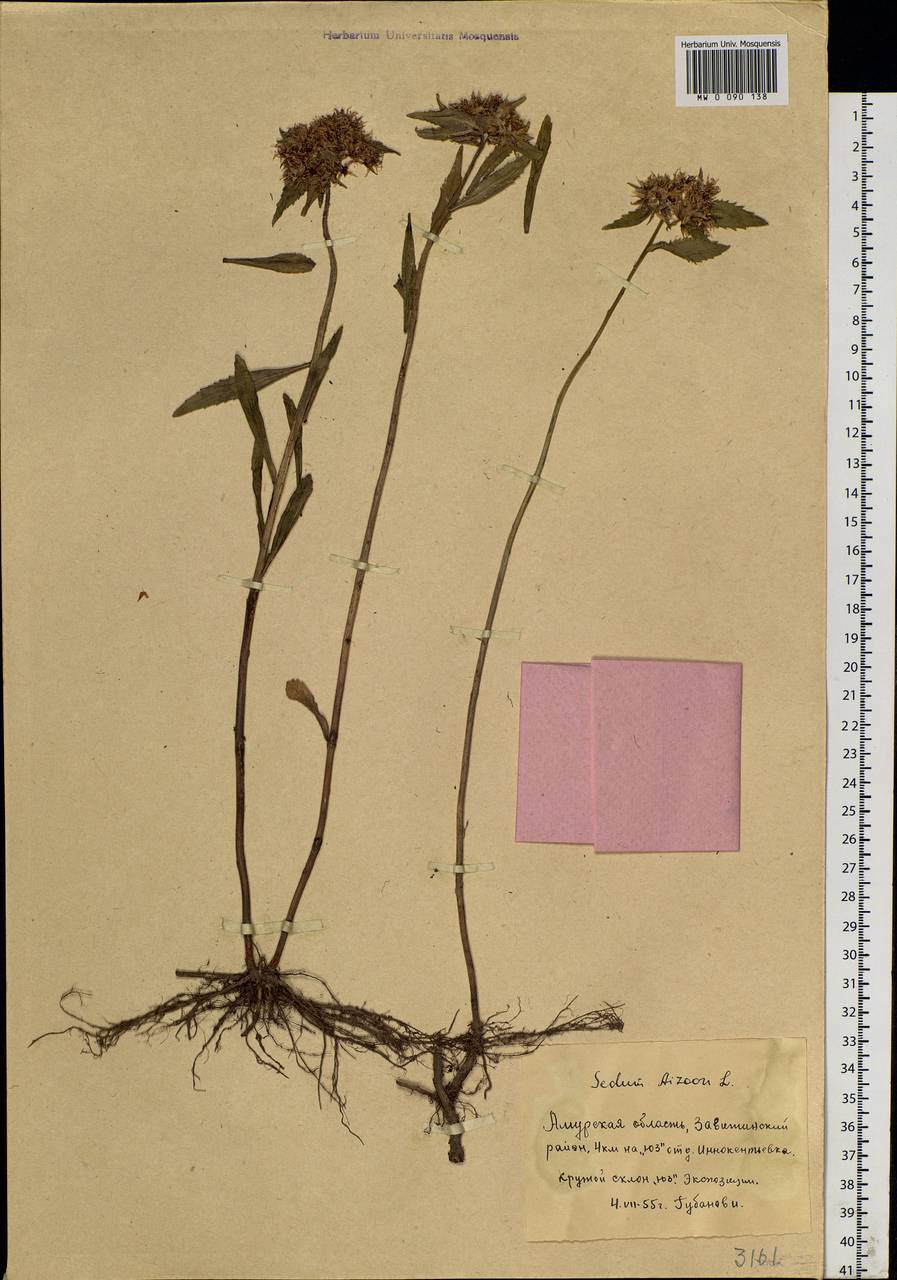 Phedimus aizoon (L.) 't Hart, Siberia, Russian Far East (S6) (Russia)