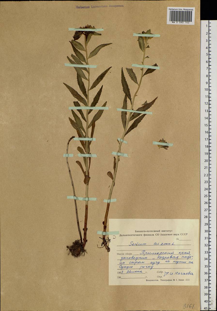 Phedimus aizoon (L.) 't Hart, Siberia, Russian Far East (S6) (Russia)