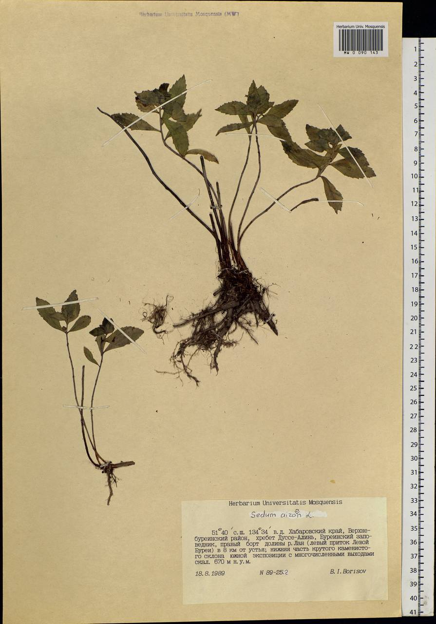 Phedimus aizoon (L.) 't Hart, Siberia, Russian Far East (S6) (Russia)