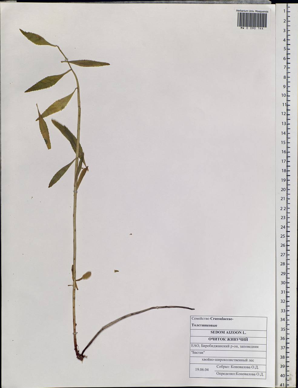 Phedimus aizoon (L.) 't Hart, Siberia, Russian Far East (S6) (Russia)