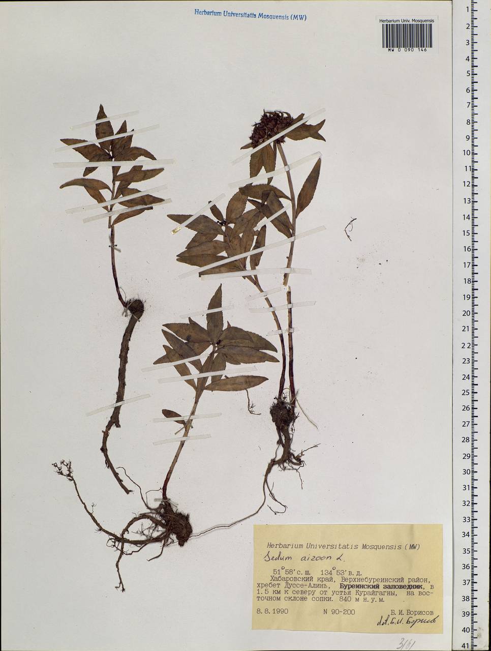 Phedimus aizoon (L.) 't Hart, Siberia, Russian Far East (S6) (Russia)