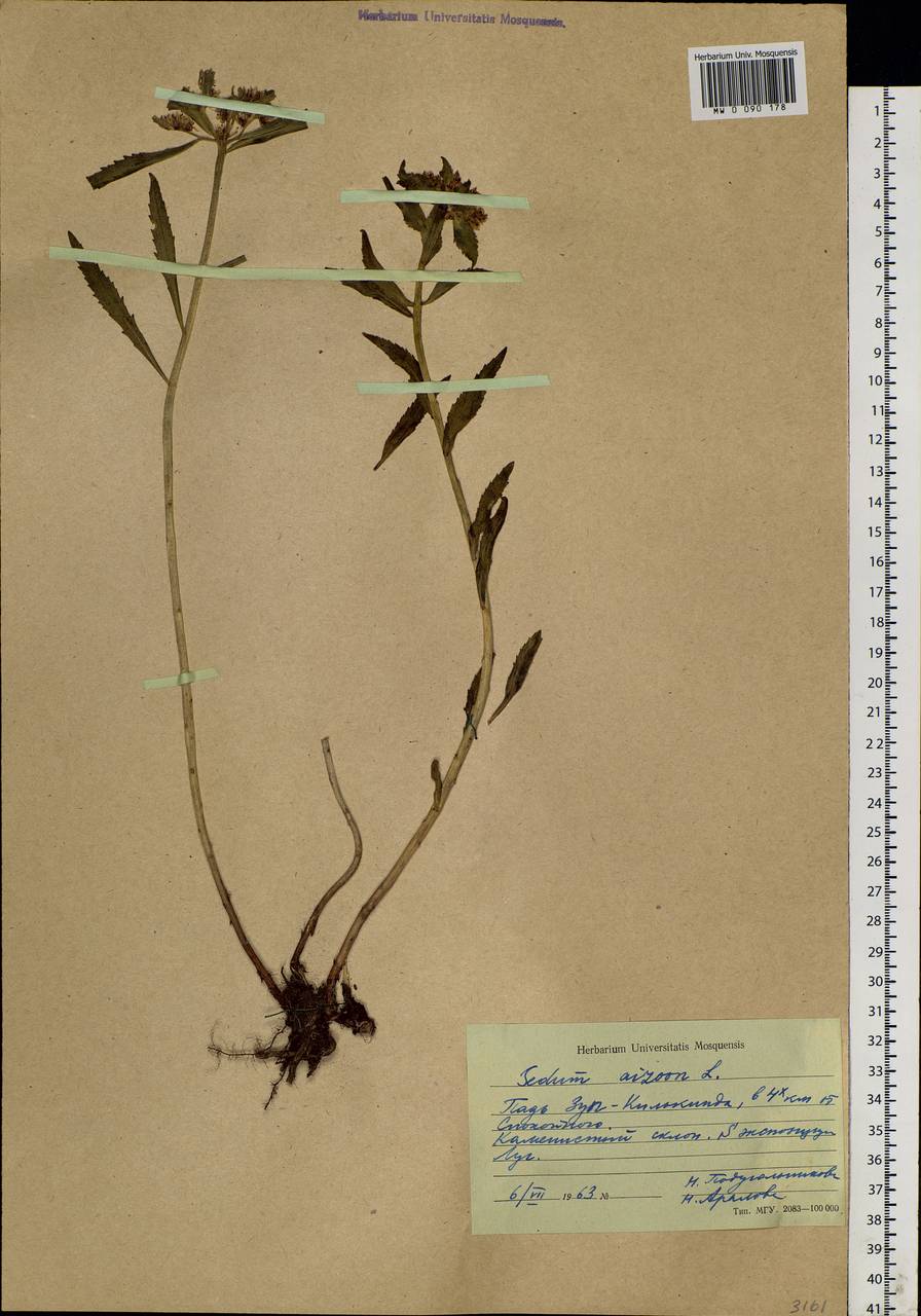 Phedimus aizoon (L.) 't Hart, Siberia, Baikal & Transbaikal region (S4) (Russia)