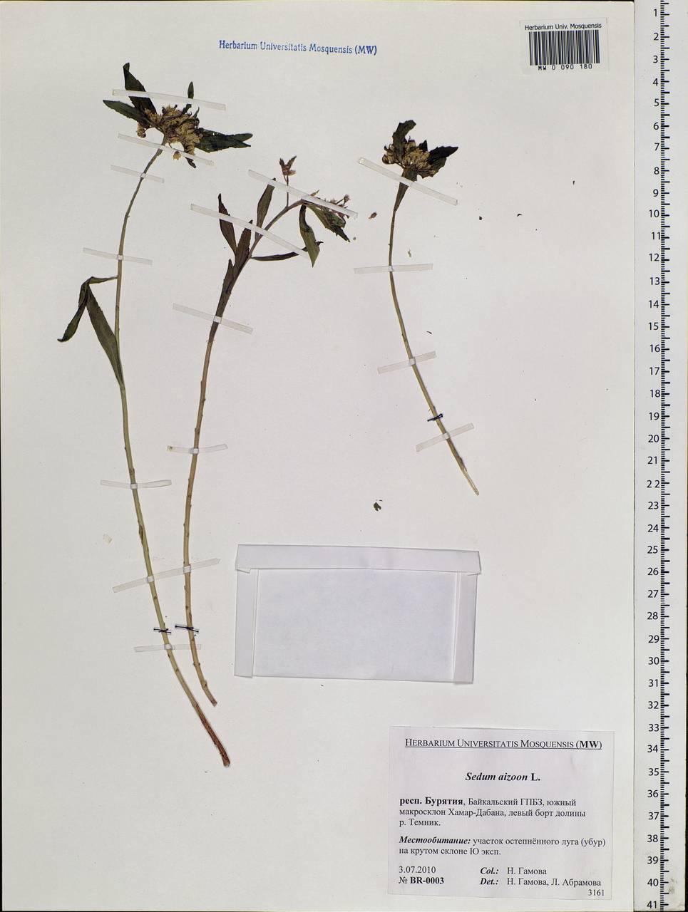 Phedimus aizoon (L.) 't Hart, Siberia, Baikal & Transbaikal region (S4) (Russia)