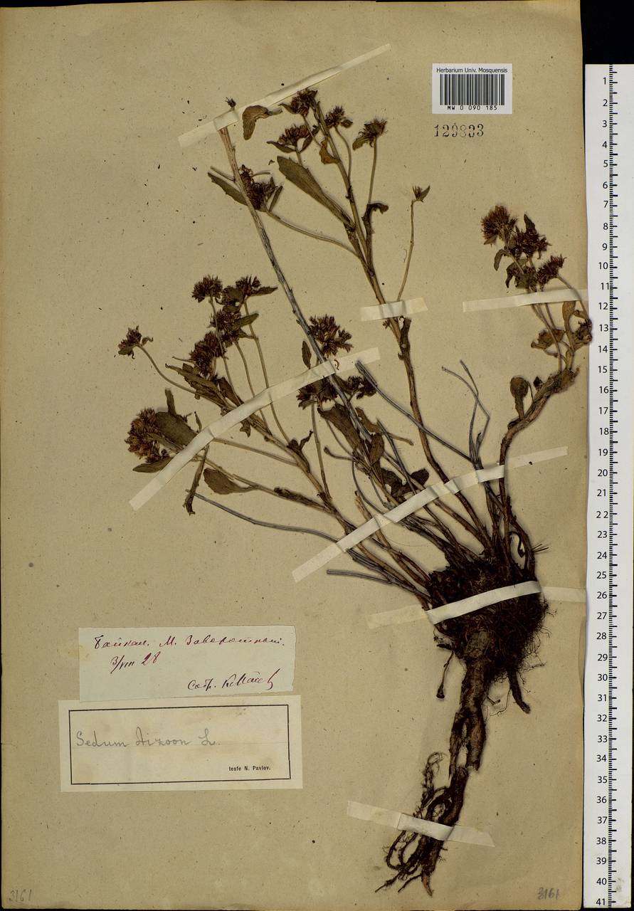 Phedimus aizoon (L.) 't Hart, Siberia, Baikal & Transbaikal region (S4) (Russia)