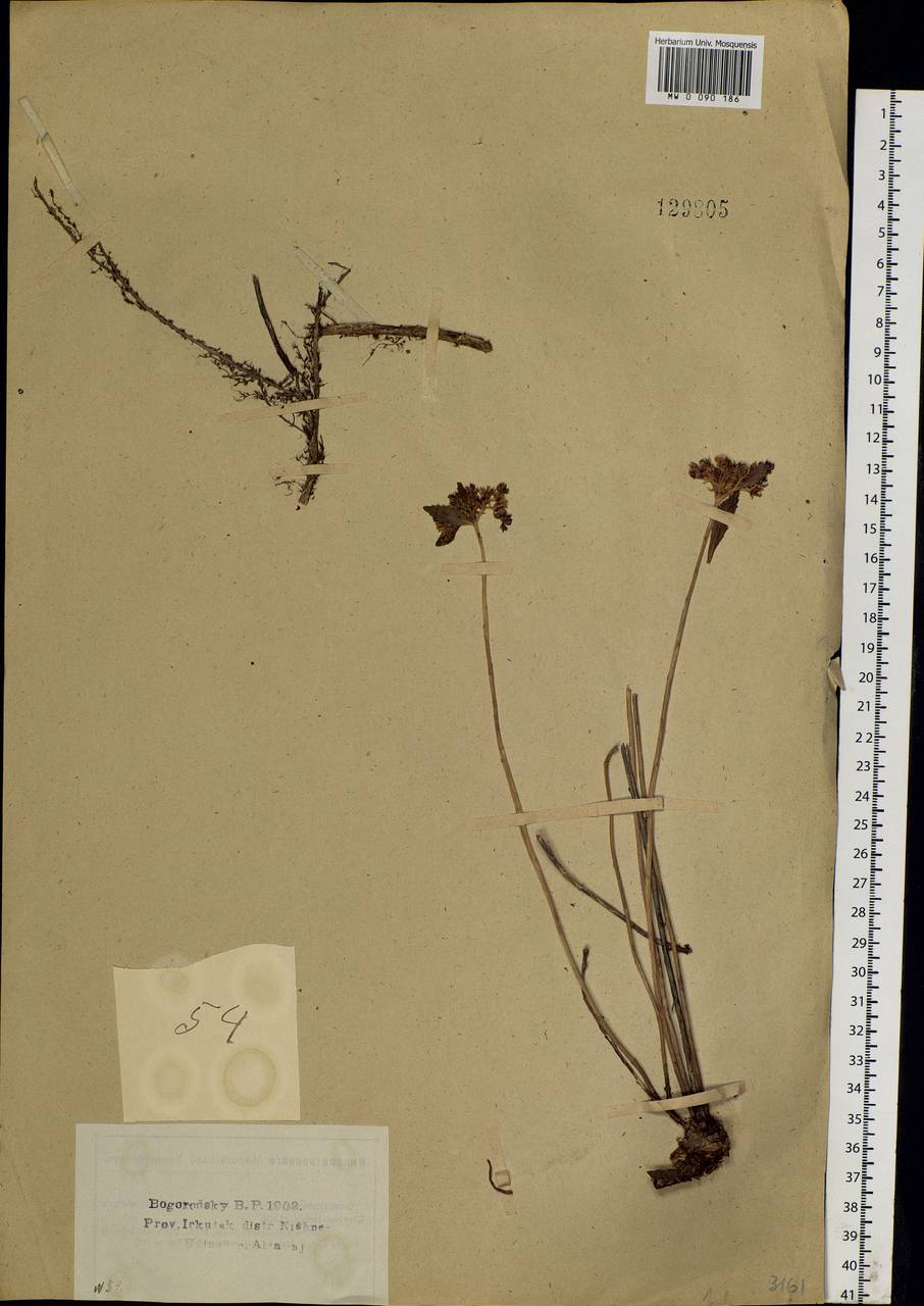 Phedimus aizoon (L.) 't Hart, Siberia, Baikal & Transbaikal region (S4) (Russia)