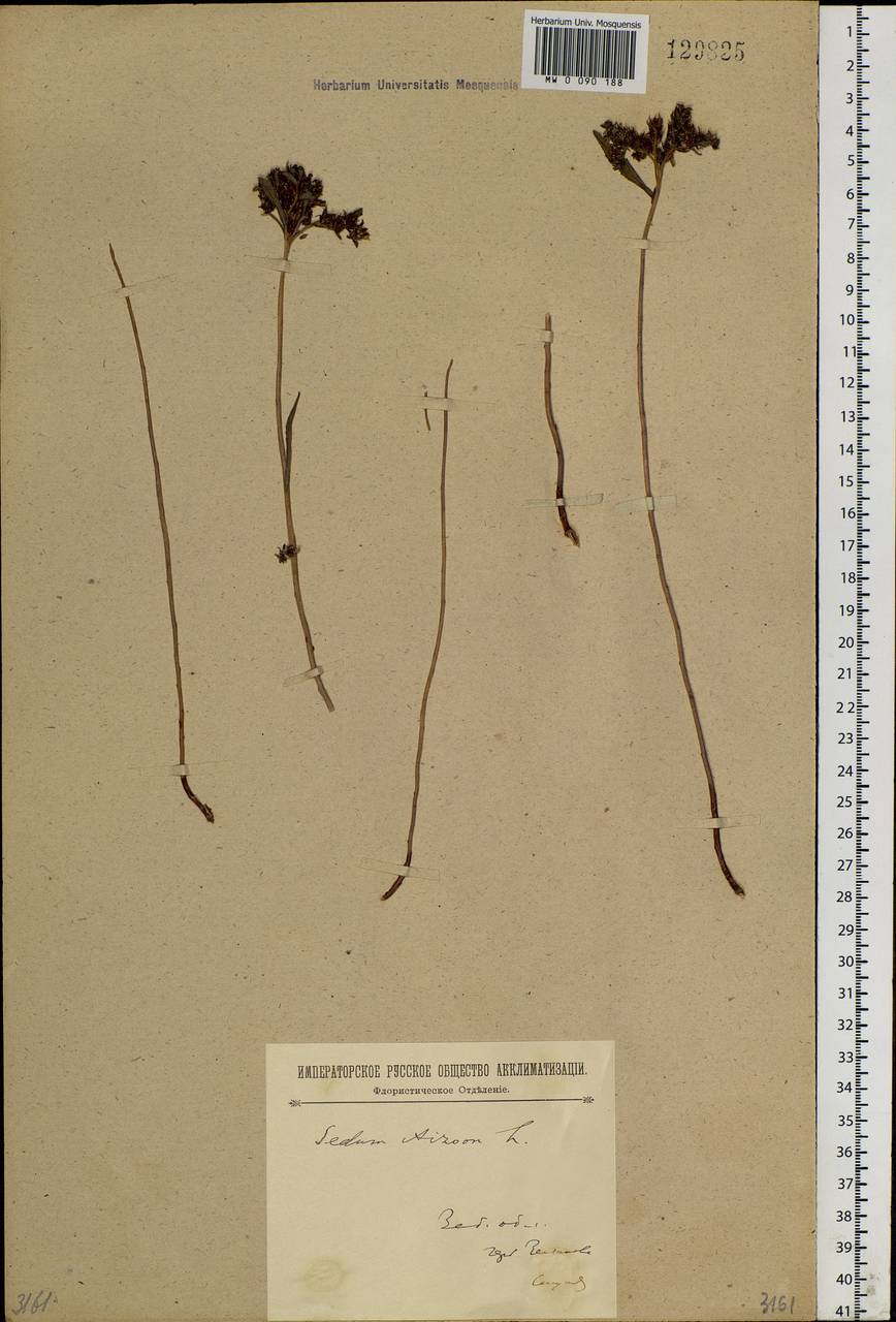 Phedimus aizoon (L.) 't Hart, Siberia, Baikal & Transbaikal region (S4) (Russia)