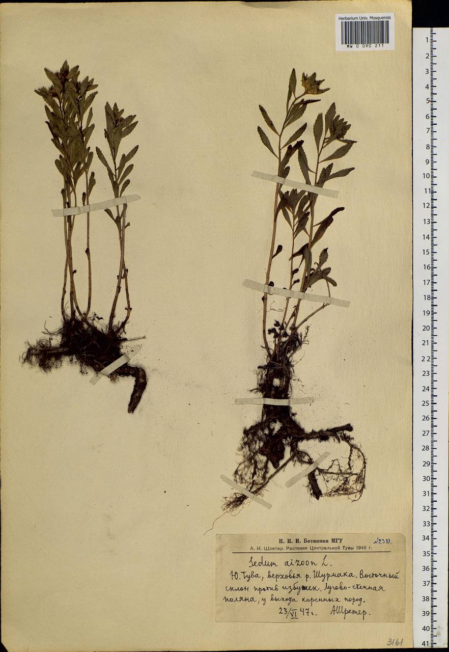 Phedimus aizoon (L.) 't Hart, Siberia, Altai & Sayany Mountains (S2) (Russia)