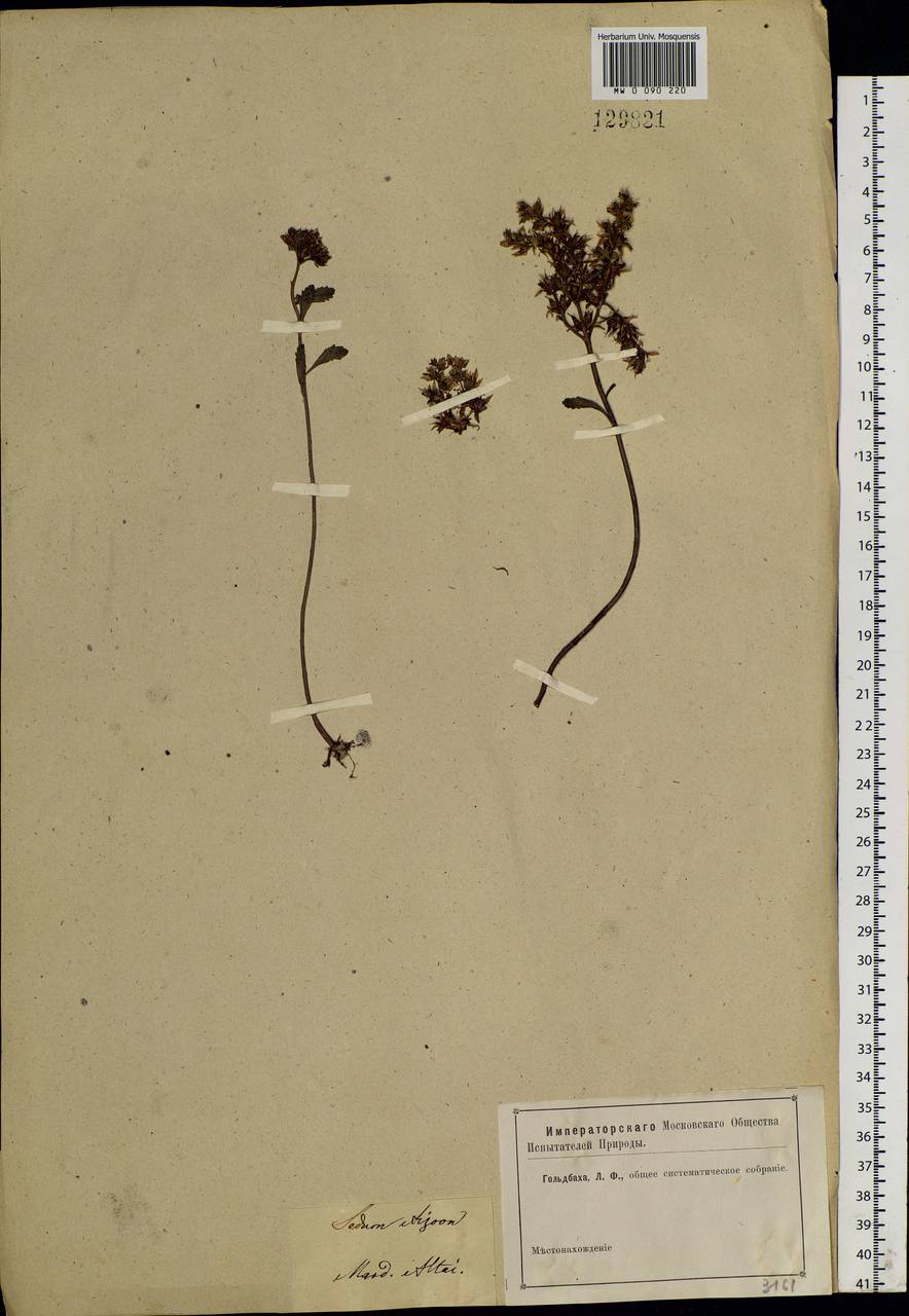 Phedimus aizoon (L.) 't Hart, Siberia, Altai & Sayany Mountains (S2) (Russia)