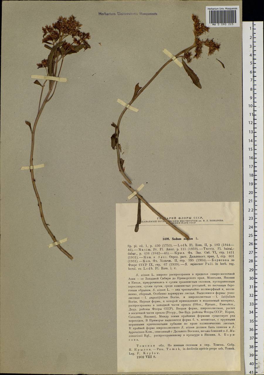 Phedimus aizoon (L.) 't Hart, Siberia, Western Siberia (S1) (Russia)