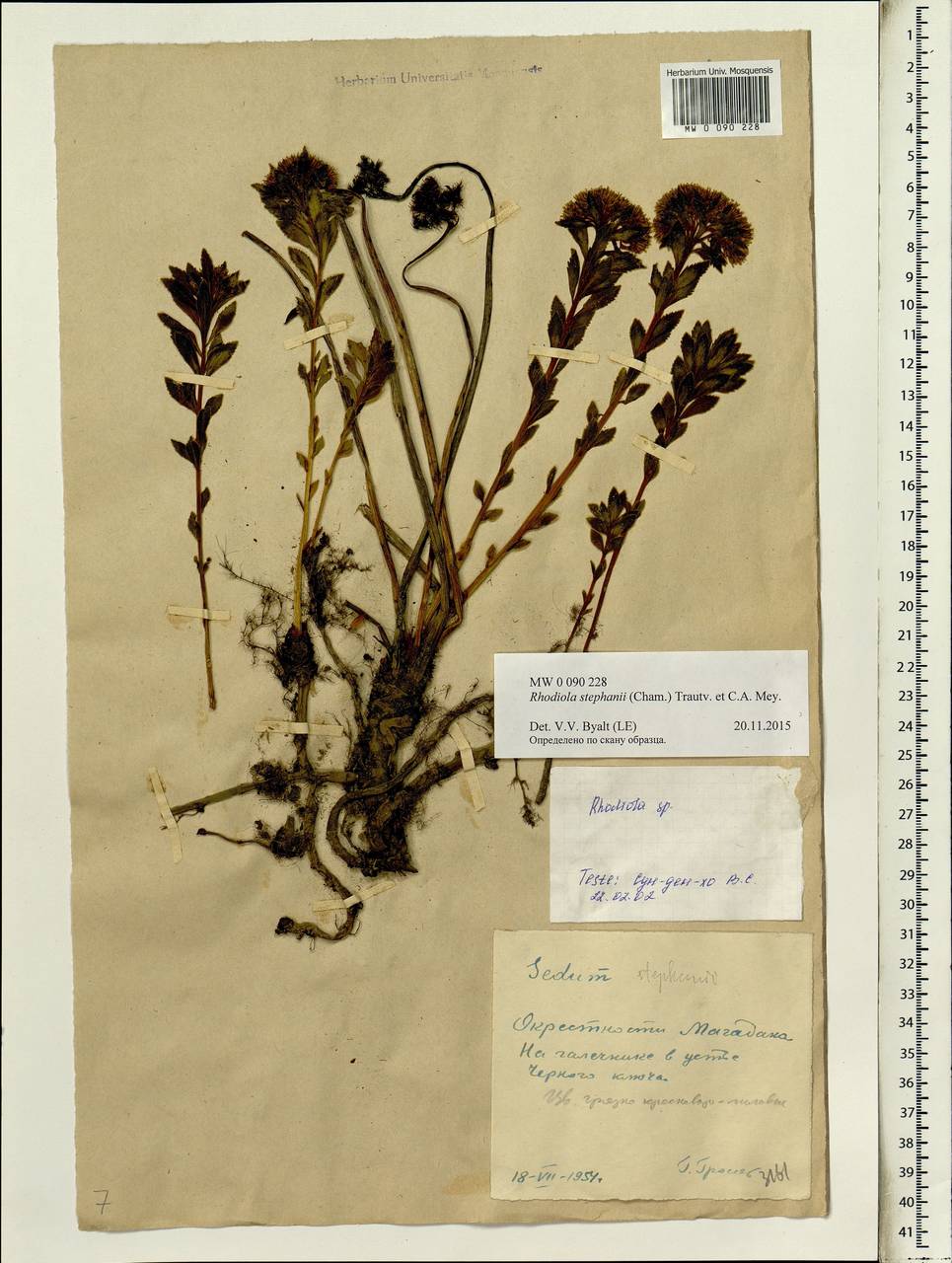 Rhodiola stephanii (Cham.) Trautv. & Mey., Siberia, Chukotka & Kamchatka (S7) (Russia)